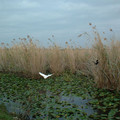 white_and_black_birds_by_eode.jpg