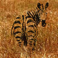 zebraha2_by_eode.jpg