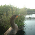 DSCF0015.JPG