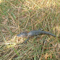 DSCF0044.JPG