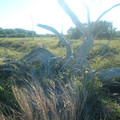 DSCF0045 (2).JPG