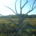 DSCF0067b_950.jpg