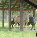 DSCF0082.JPG