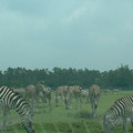 DSCF0123.JPG