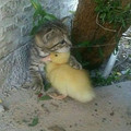 animals-random-places-pics-66f65d7e45331__700.jpg