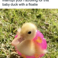 baby duck with floaty - Copy.jpg