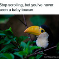 baby_toucan.jpg