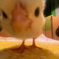 chicks.mp4