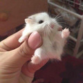 rodent1.jpg