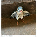 tiny hawk.jpg