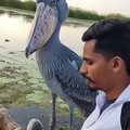 Dweller - I’m getting Velociraptor vibes here… [2058597619698421760].mp4