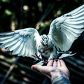 bird_2.jpg