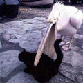 bird_eating_cat.jpg
