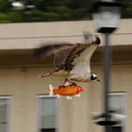 bird_fish.jpg
