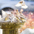 birds.jpg
