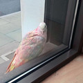different-countries-pigeons-17-6543c79572050__700.jpg