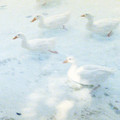 ducks.jpg