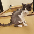 672361a3e556a_funny-animal-haircut-fails.jpg
