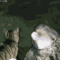 A4Qes.gif