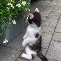 Science girl - Kitty sees a butterfly for the very first time [2016383608857231362].mp4