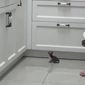 Small Kitty Big Goals [odhemxo6giud1].mp4