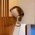 We don't deserve cats 😺 - Cats often seem less like solid creatures and more like living liquids [2009609216122933248].mp4