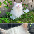 albino.jpg