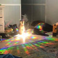 cat 11.jpg