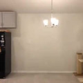 cat leap.mp4