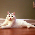 cat-eyebrows-1_2474686k.jpg