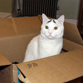 cat-eyebrows-2_2474673k.jpg