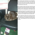 cat_2.jpg