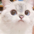 cat_8.jpg