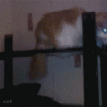 cat_with_hat.gif