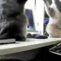 cats playing pattycake.mp4