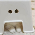 funny-crazy-weird-pics-6819b14695fe8__700.jpg