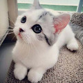 kitten.jpg