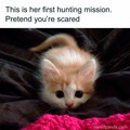kitten_10.jpg