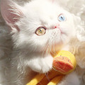 kitten_4.jpg