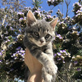 kitty.jpg