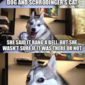 librarian_book_dog_cat_rang_a_bell.jpg
