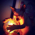 orb.jpg