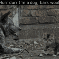 silly_kitty.gif