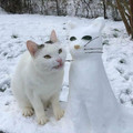 snow cat.jpg