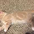 spiral_cat.jpg