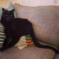 tail.jpg