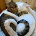two-cats-better-than-one-5-60a76c5ce2159__700.jpg