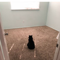 wholesome-cat-posts-224-5d3957b17b650_700.jpg
