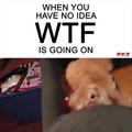wtf cat.mp4