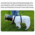 beekeeping dog.jpg